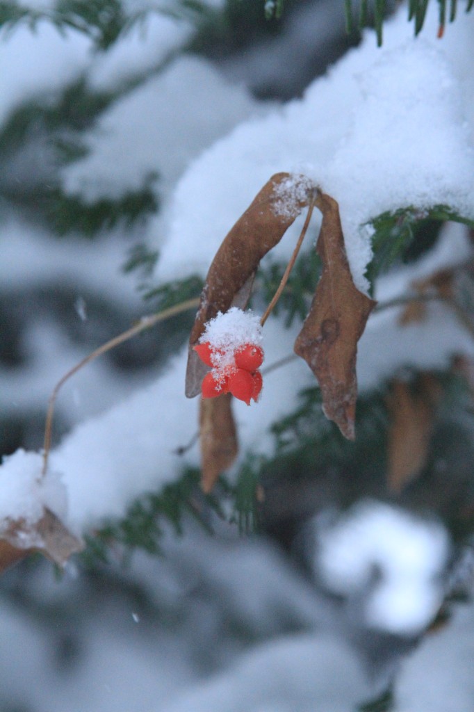 Winter — red berries with snow on evergreen branches